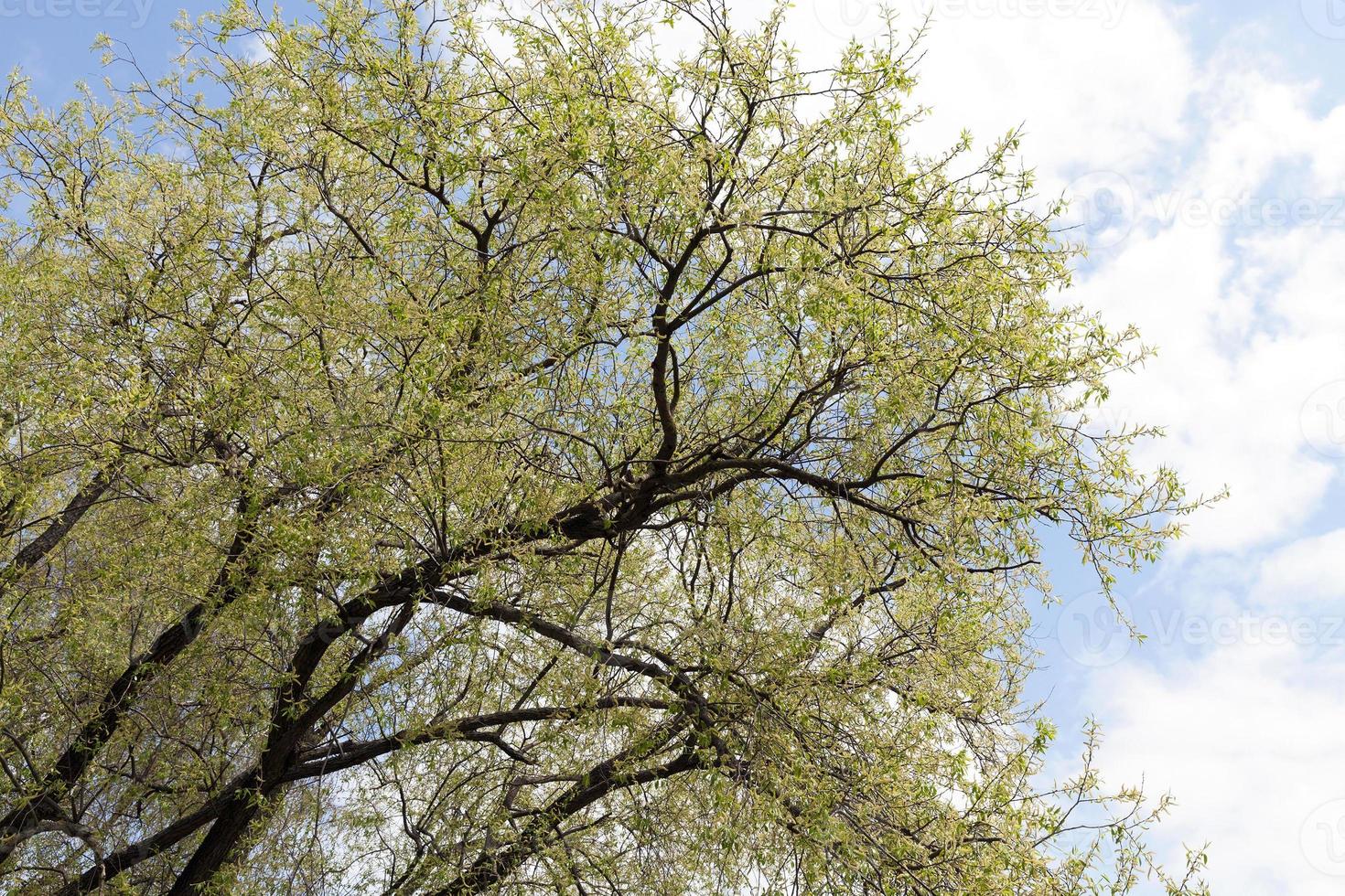 flowering willow, close up photo