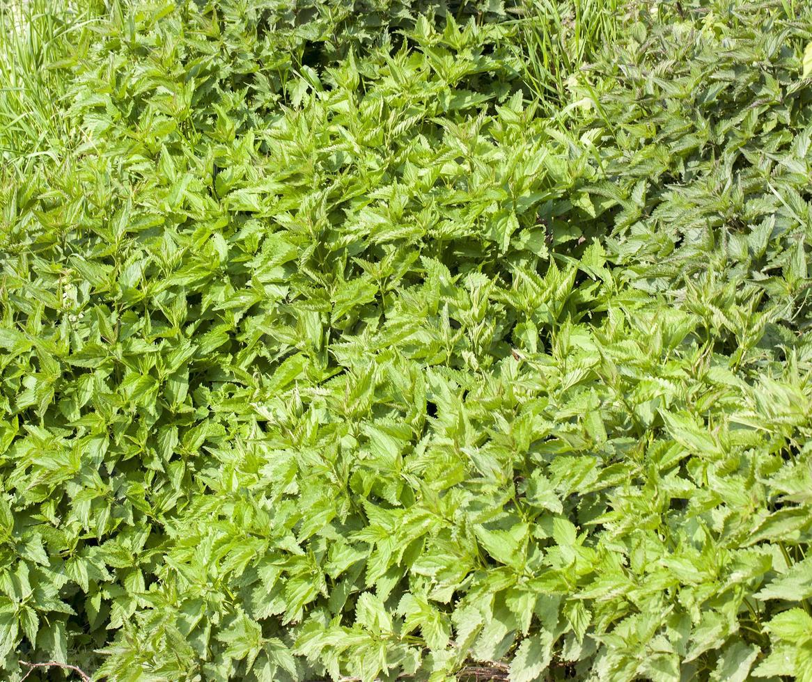 Green fresh nettles photo