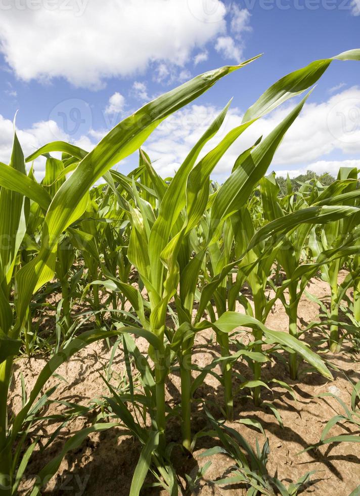 wheat cornfield, close up 9510988 Stock Photo at Vecteezy
