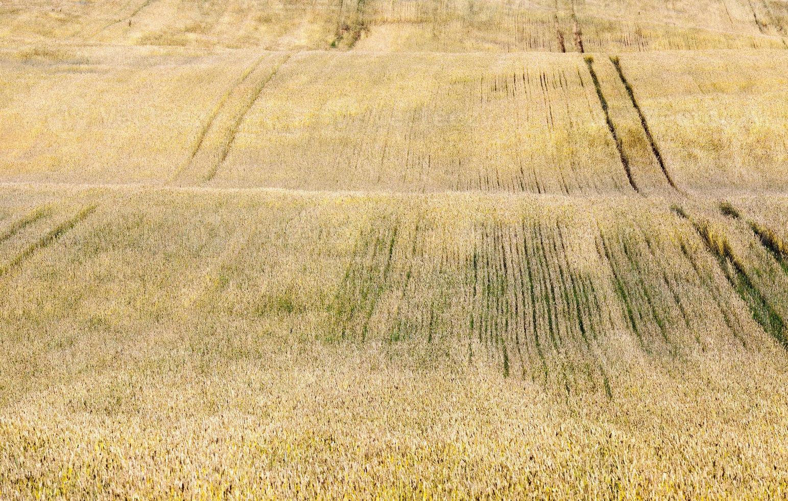 Yellow field with cereal photo