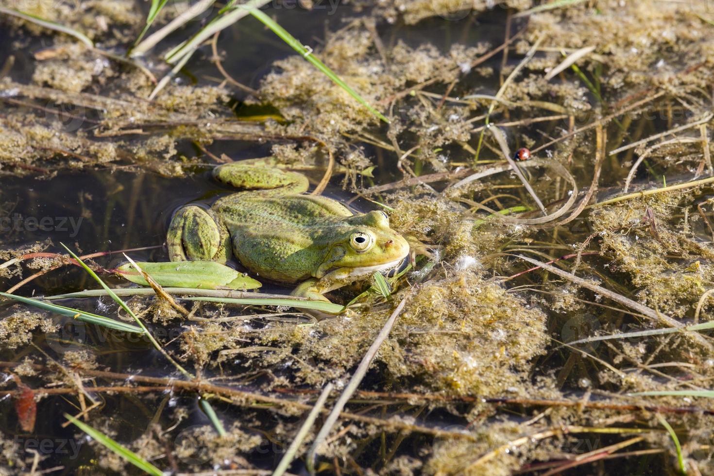 swamp with frogs photo