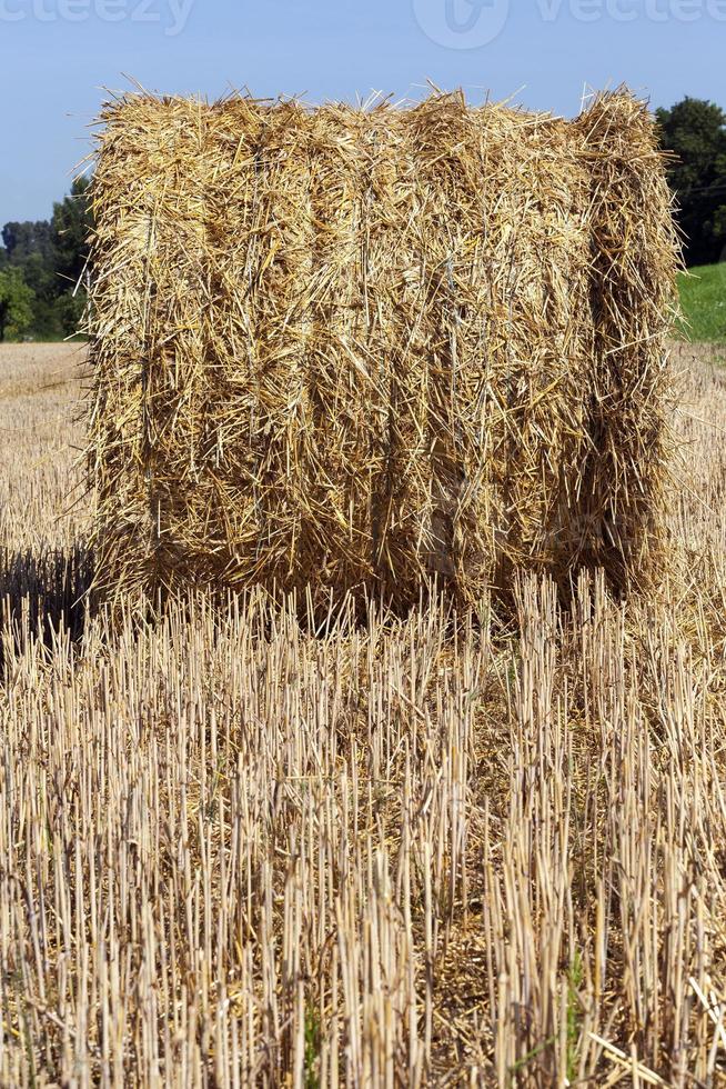 hay bale , closeup photo