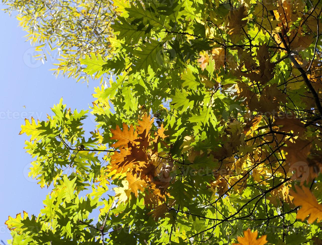 yellow oak, close up photo