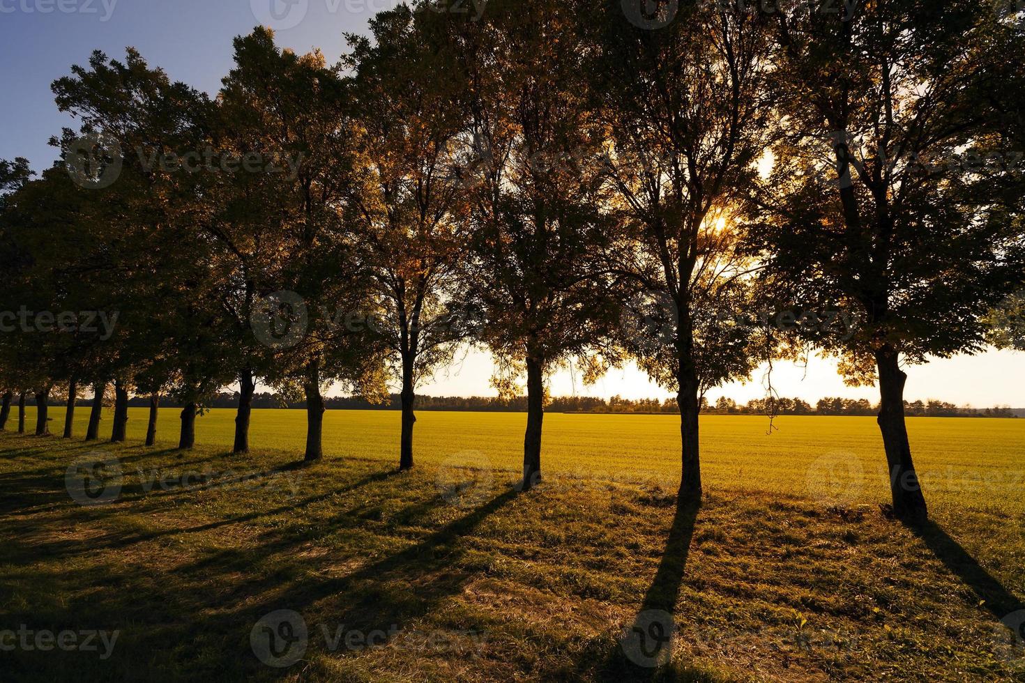 árboles de hoja caduca, puesta de sol foto