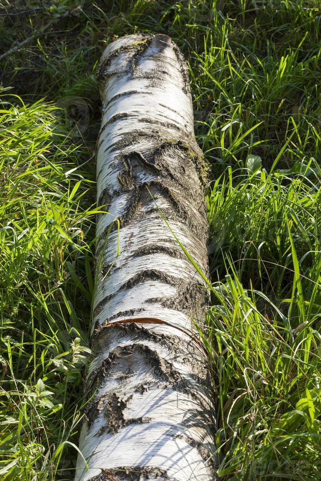 trunk birch, close up photo
