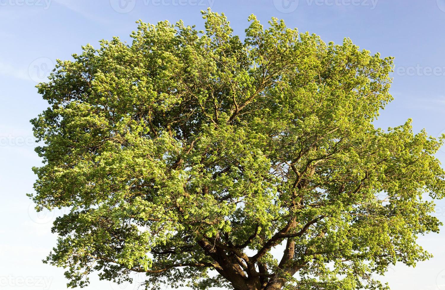 oak top, close up photo