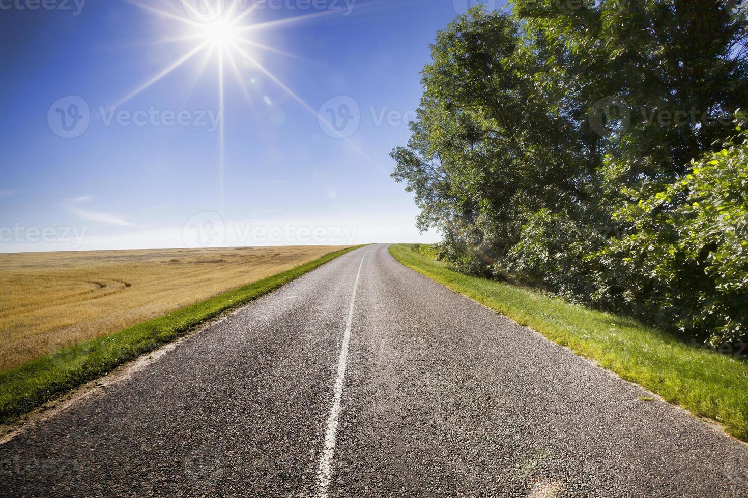 camino soleado, bosque foto