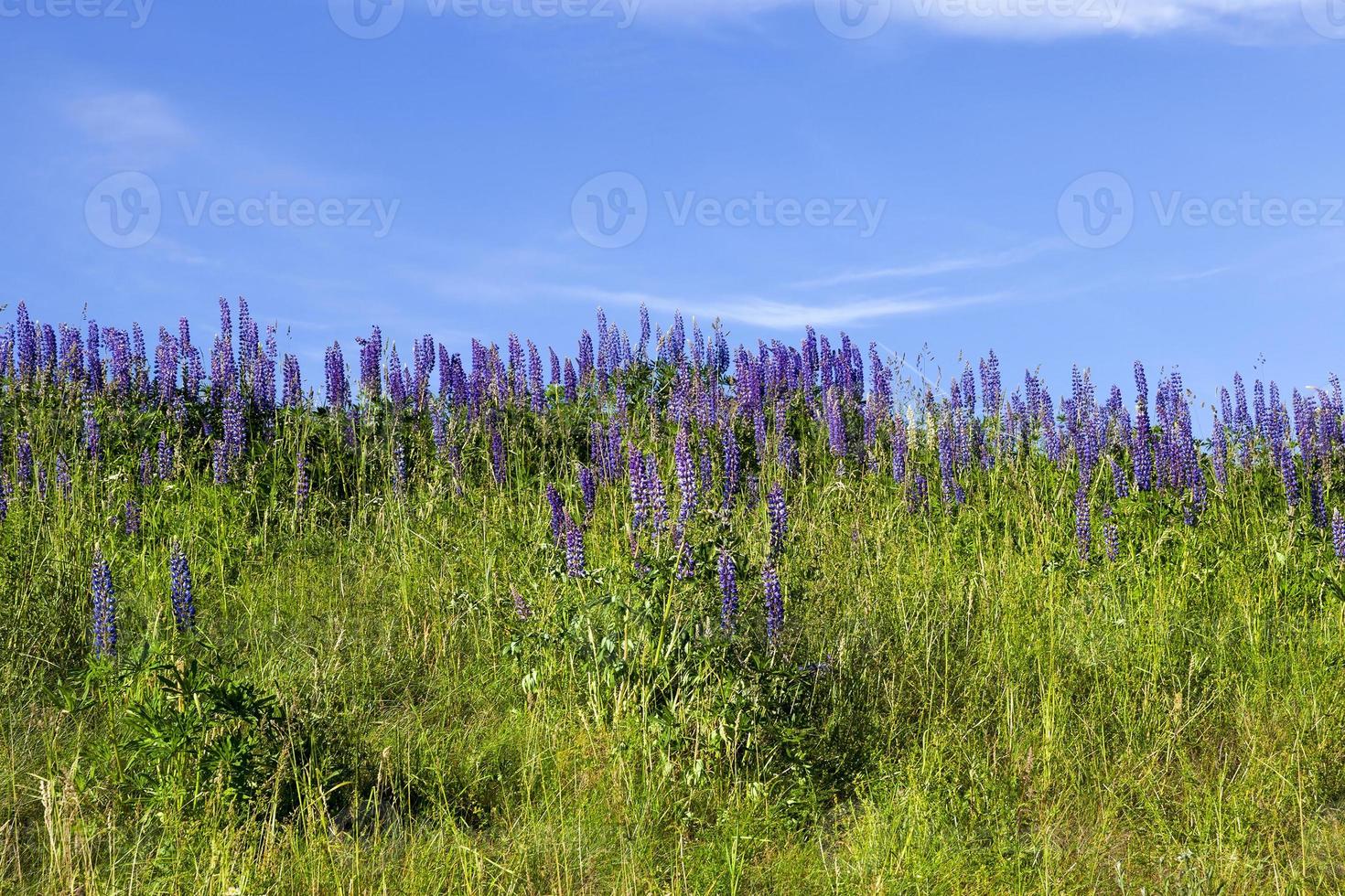 lupine purple, close up photo