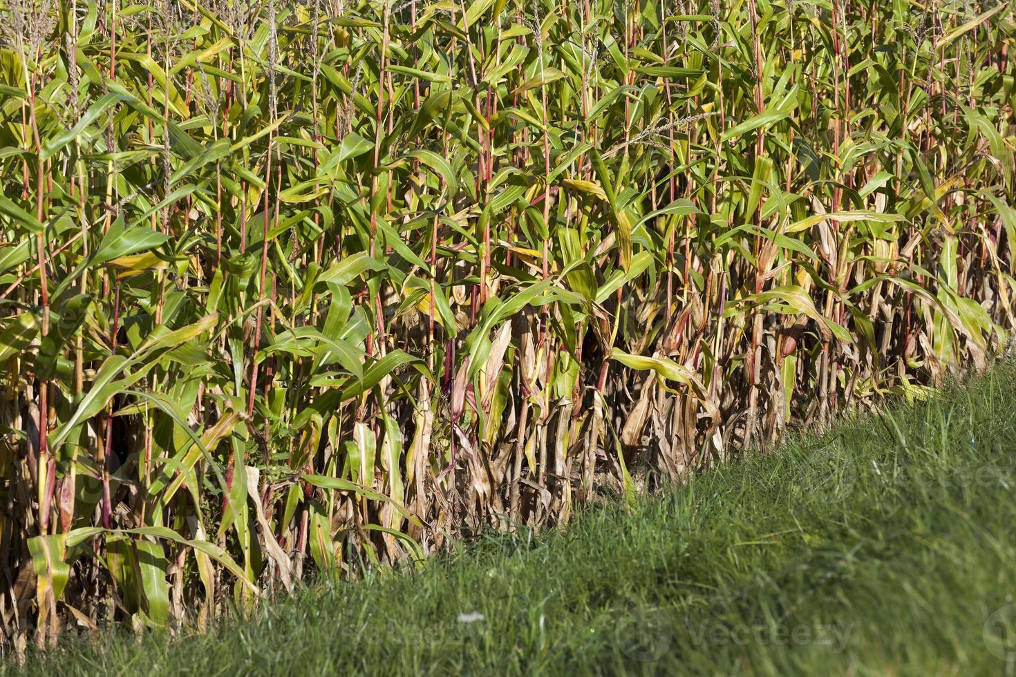maíz seco de otoño foto