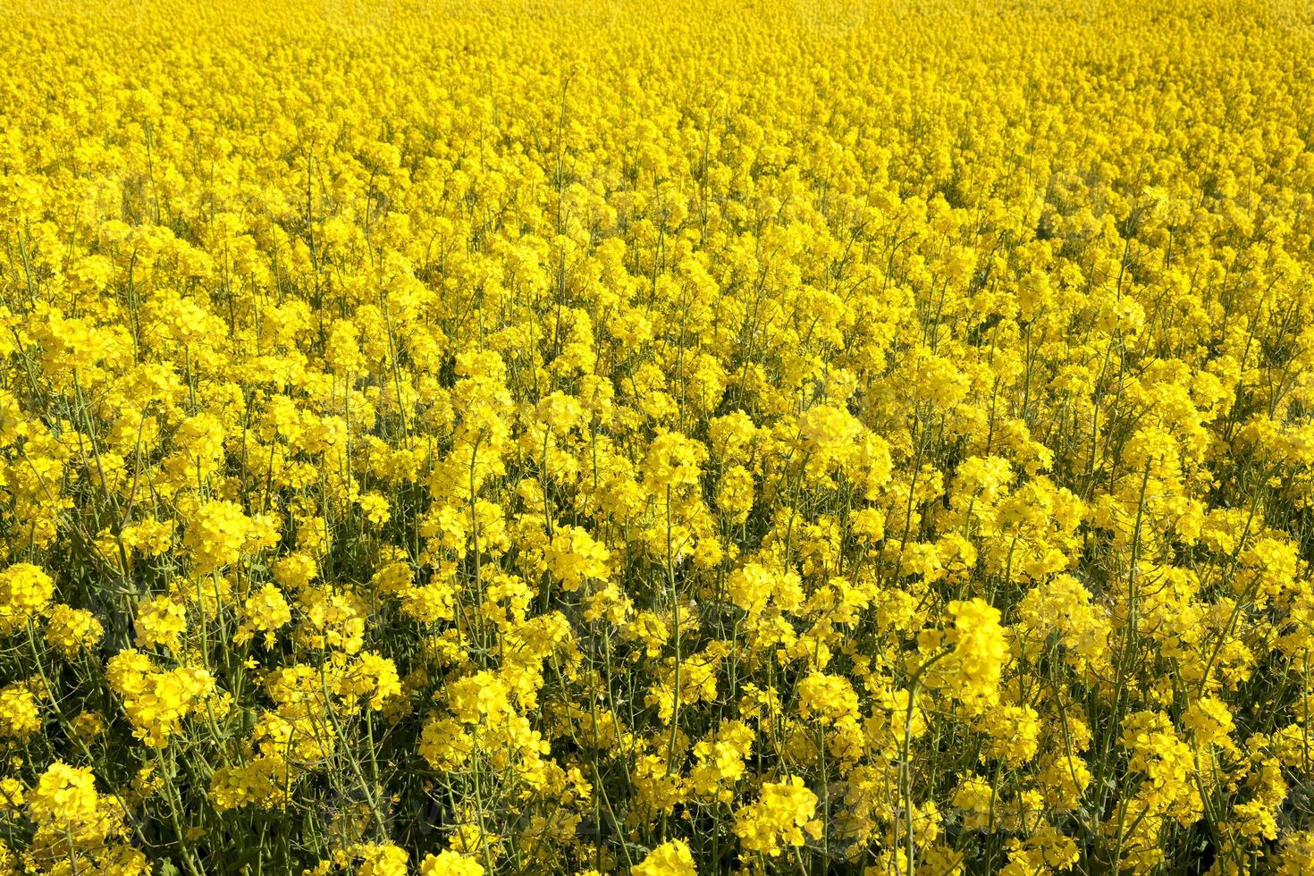 Yellow blossoming rape photo