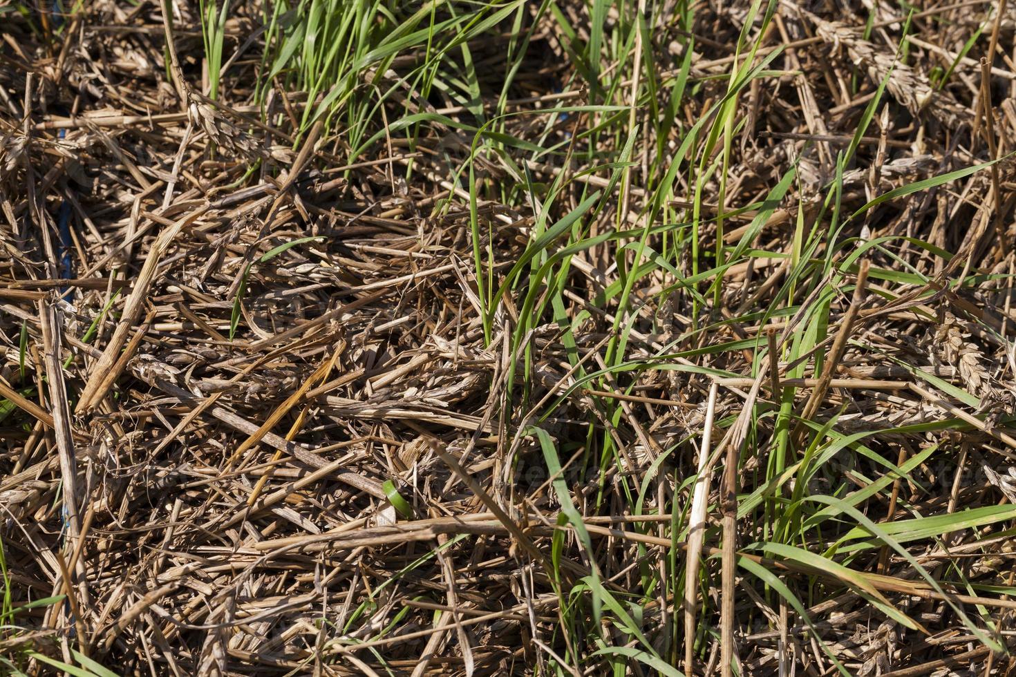 straw wheat, close up photo