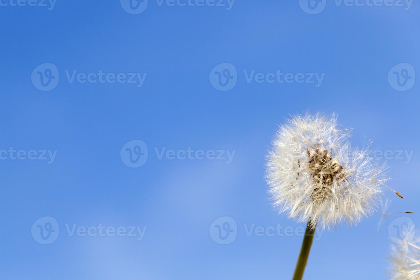 one dandelion, close up photo