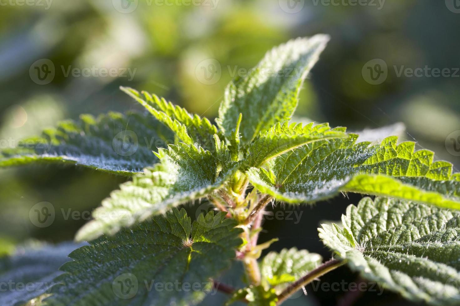 green nettle, close up photo
