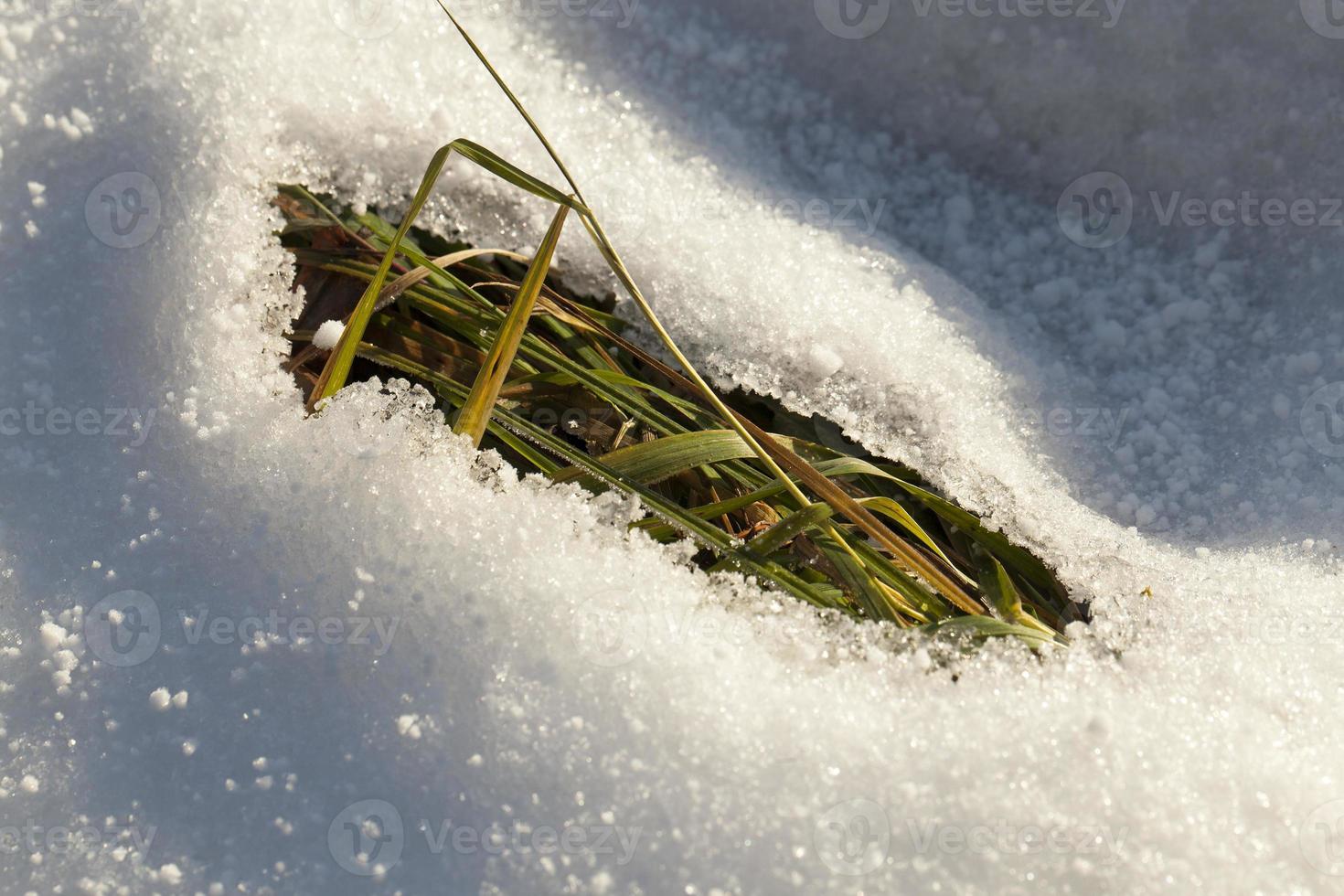 snow thawed, close up photo