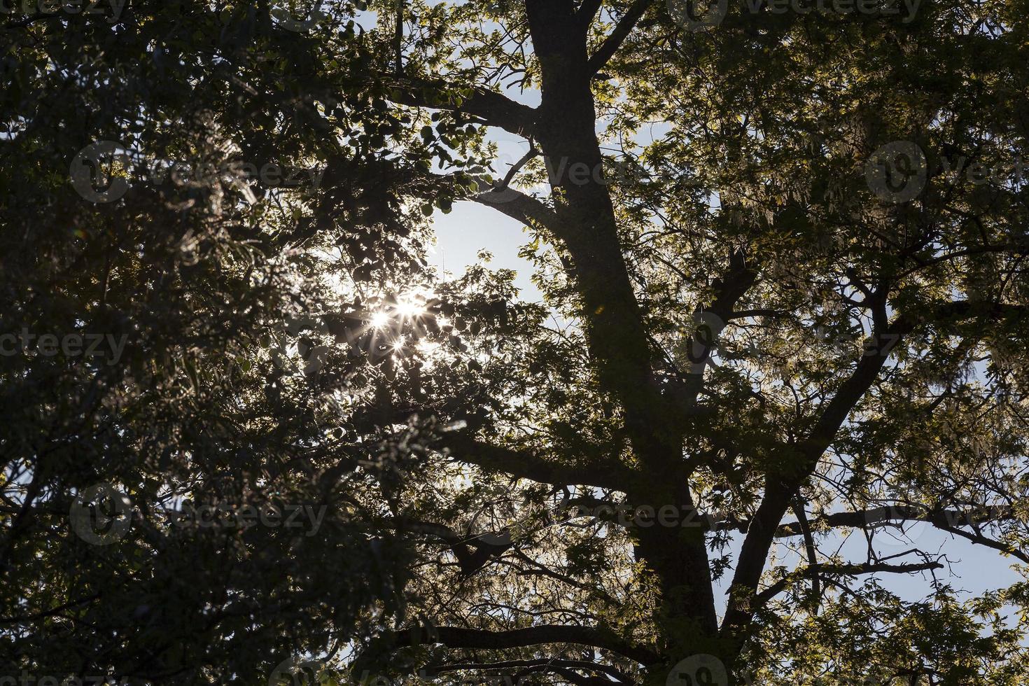 Trees sun summer, sunrise photo