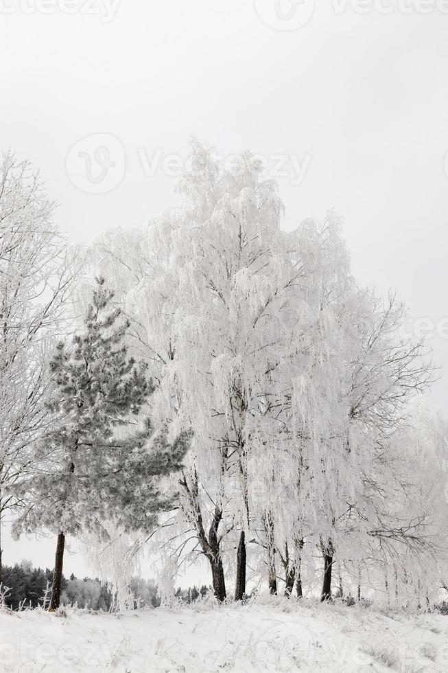 winter season, trees photo