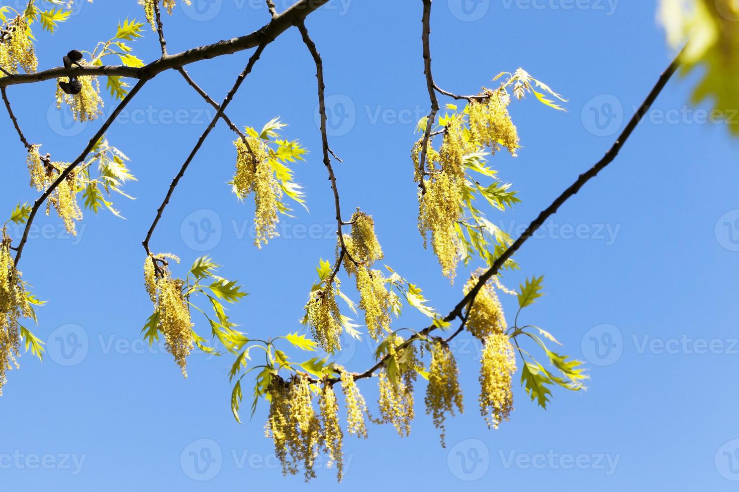 flowers oak, close up photo