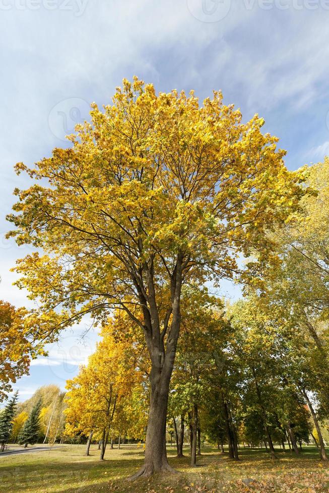 maple tree with yellowing leaves in autumn park photo