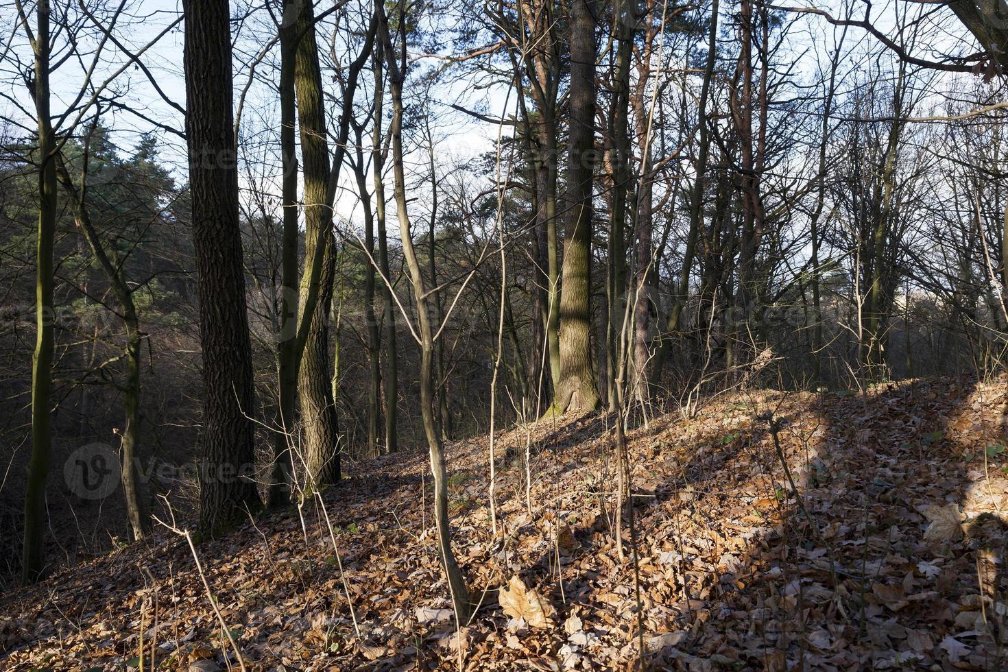 Autumn trees, nature photo