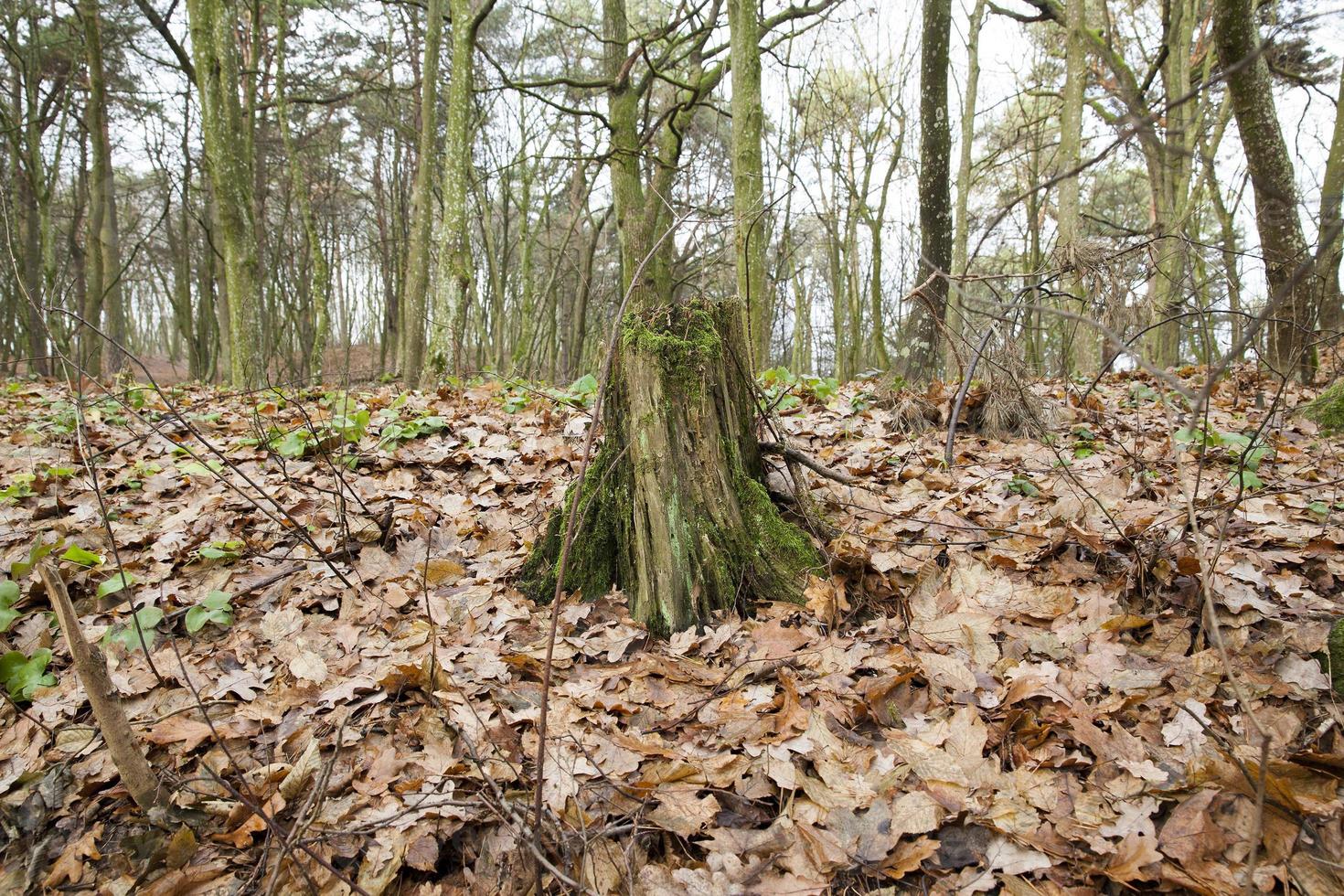 Covered with moss tree stump close up photo