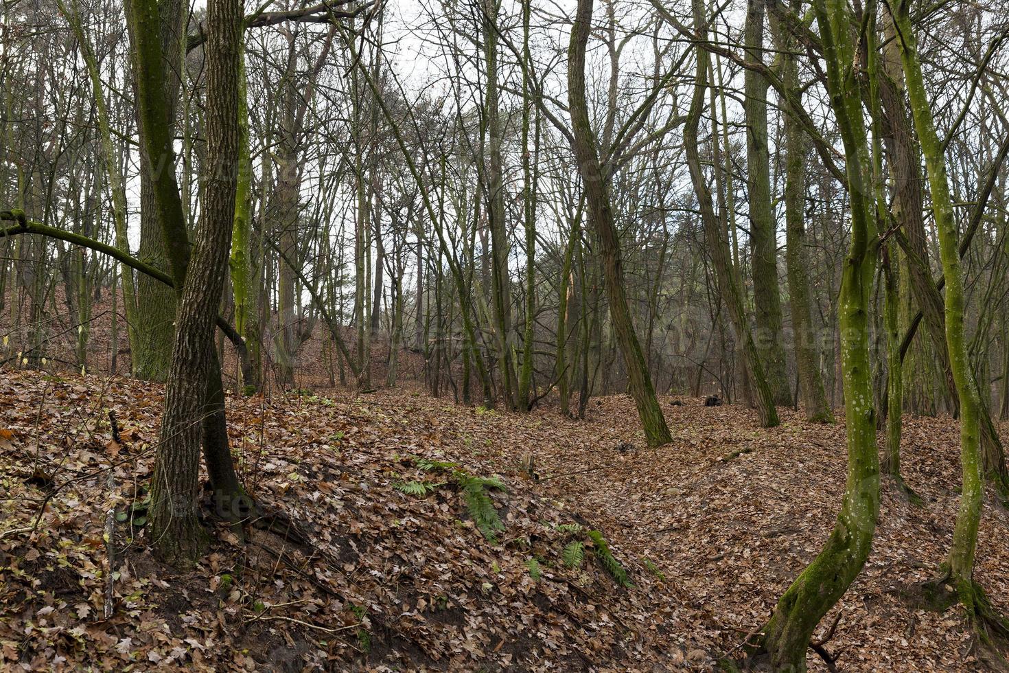 bare trunks of trees in the autumn forest photo