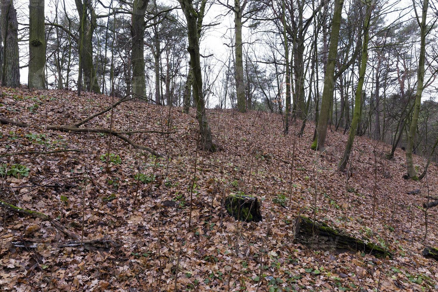 Forest in autumn photo