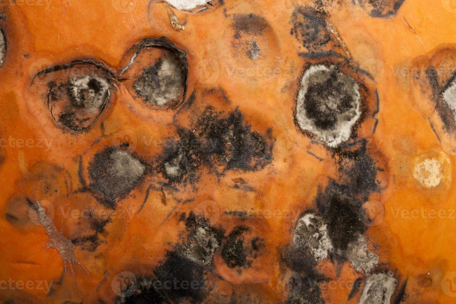 rotting pumpkin close up photo
