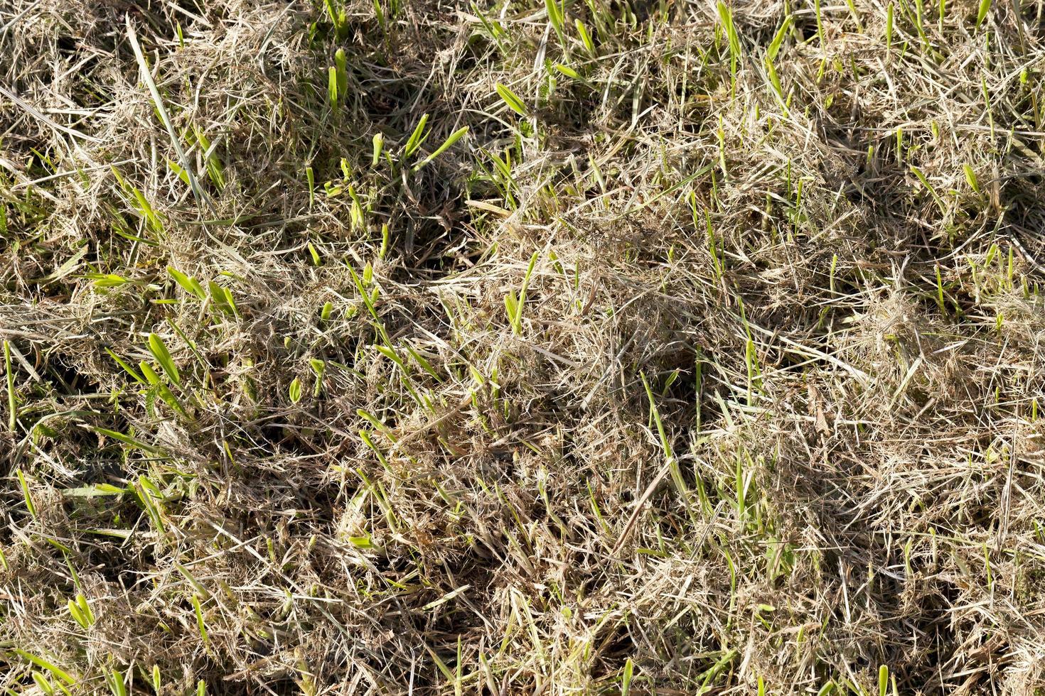 Mown grass, close up photo