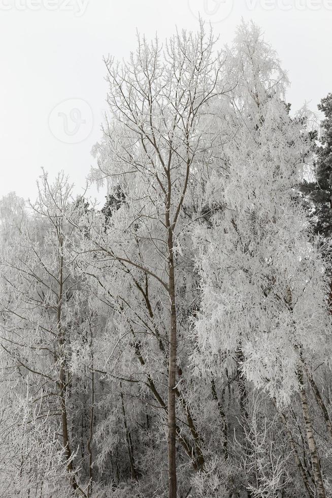 winter tree , close up photo