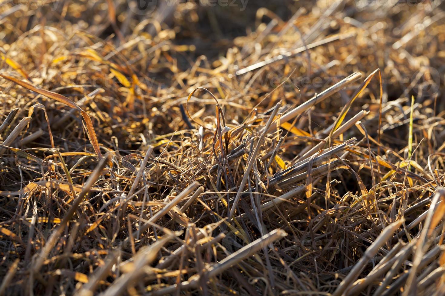 Texture of the field photo