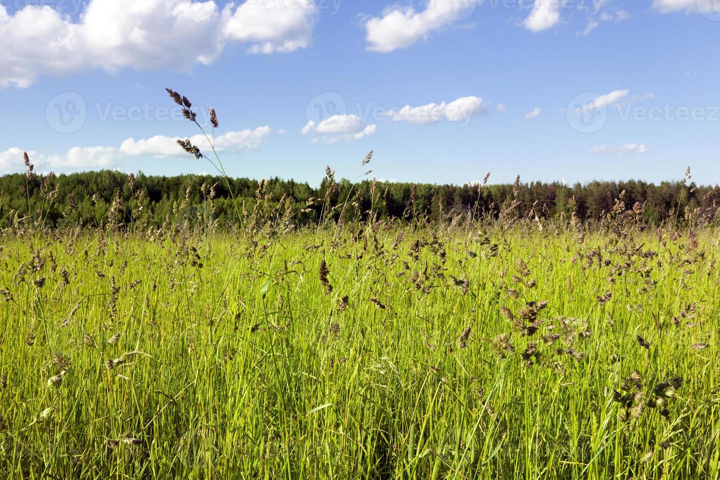 Grass field landscape photo