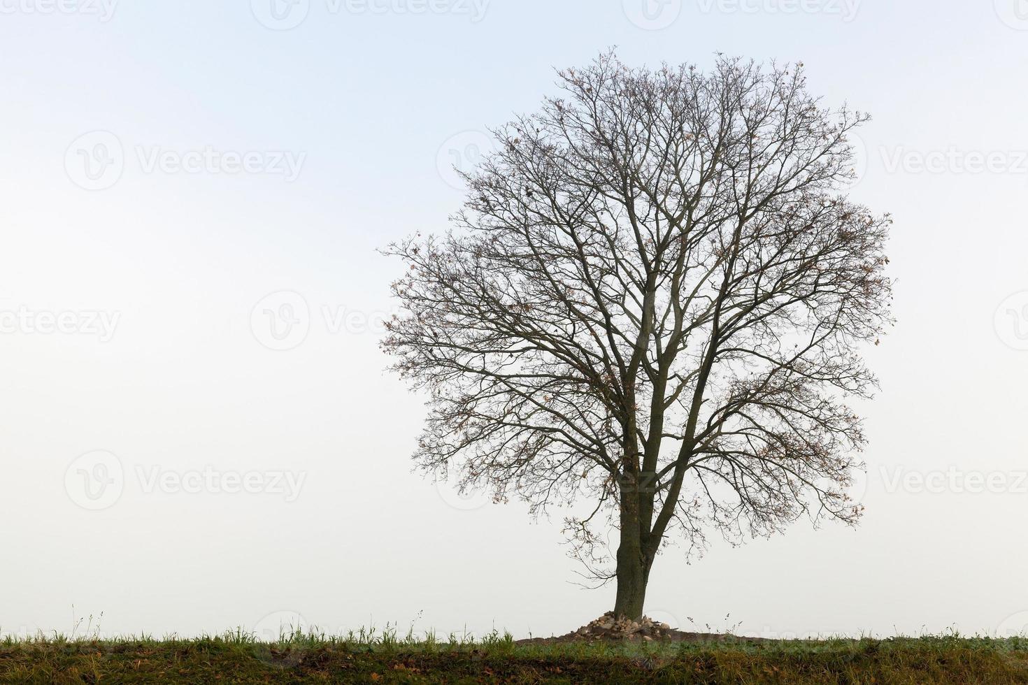 tree on a hill photo