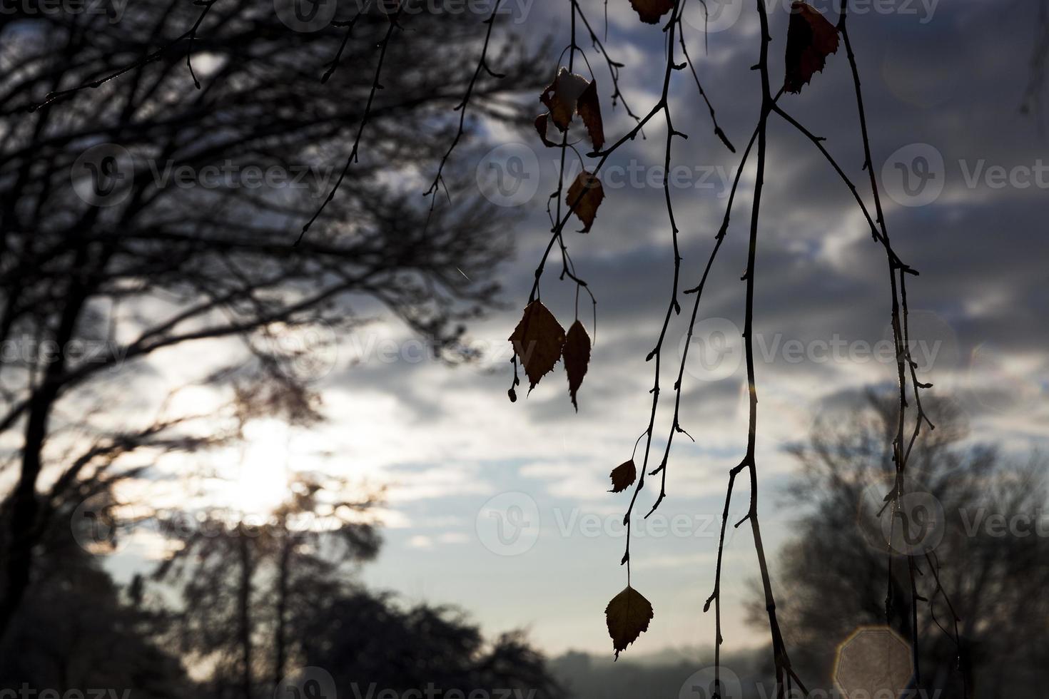 árboles en otoño foto