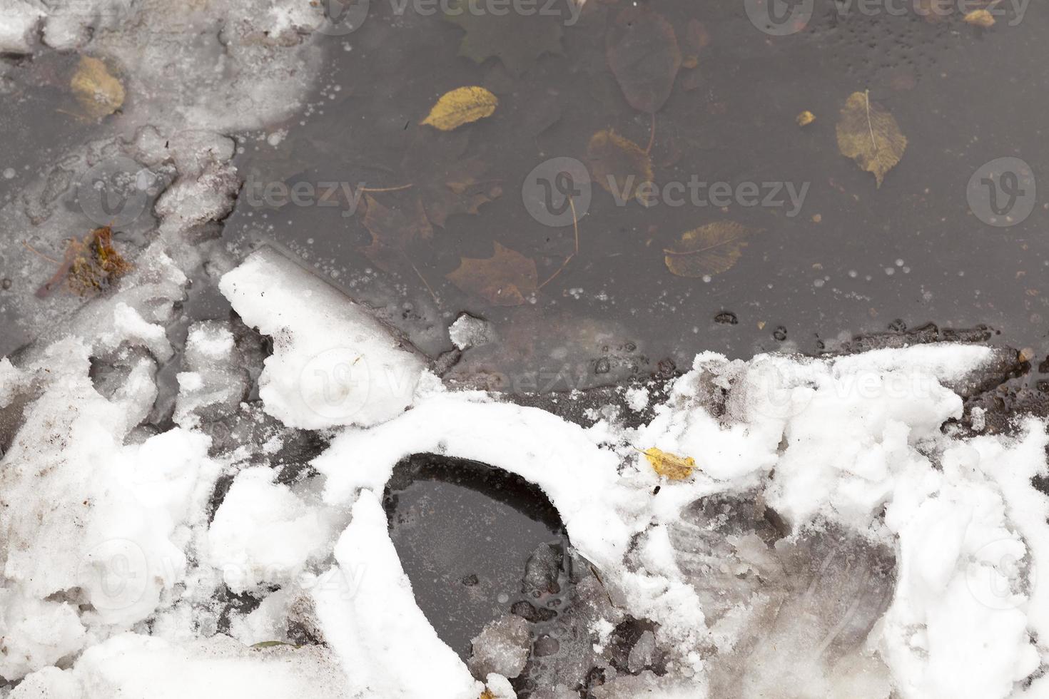 frozen birch leaves photo