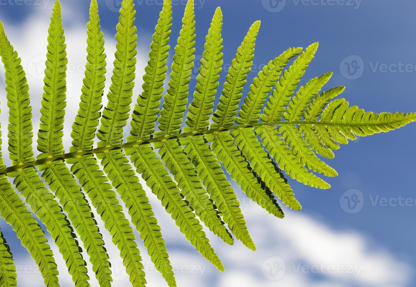 Green leaf of fern photo