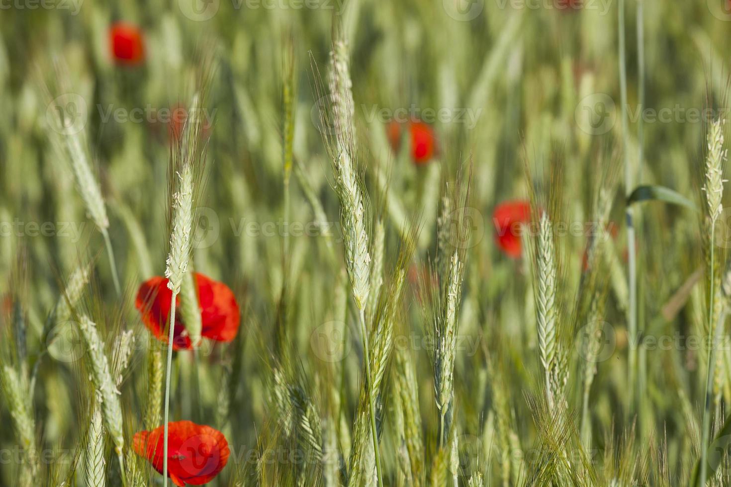 Poppy in the field photo
