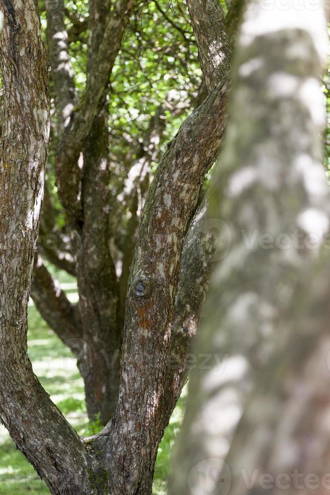 trees in a park. photo