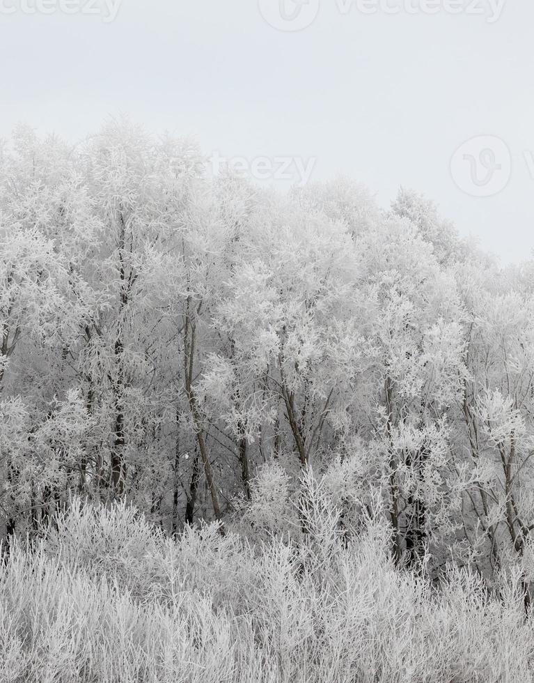 bosque de invierno fotografiado foto