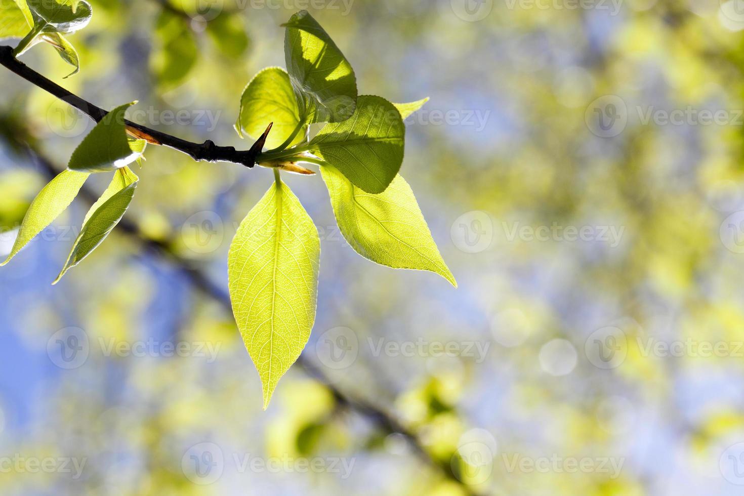 linden leaves, spring photo