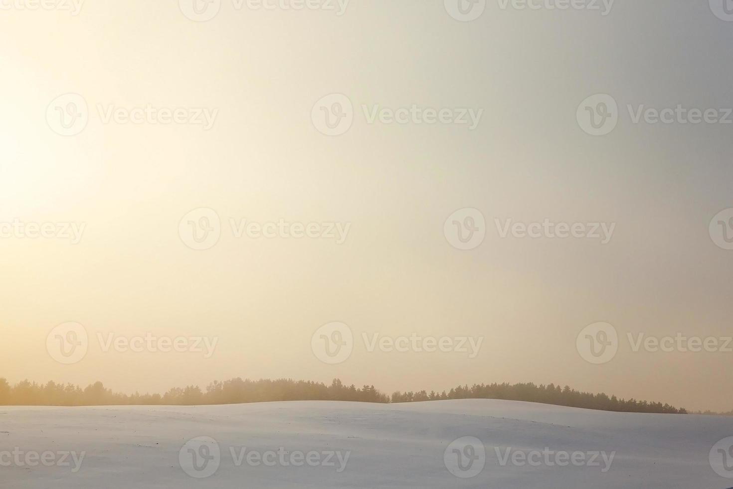 forest in winter, dawn photo