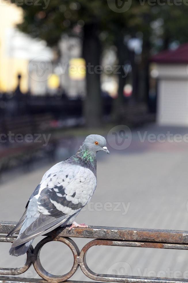 pigeon sitting on the fence photo