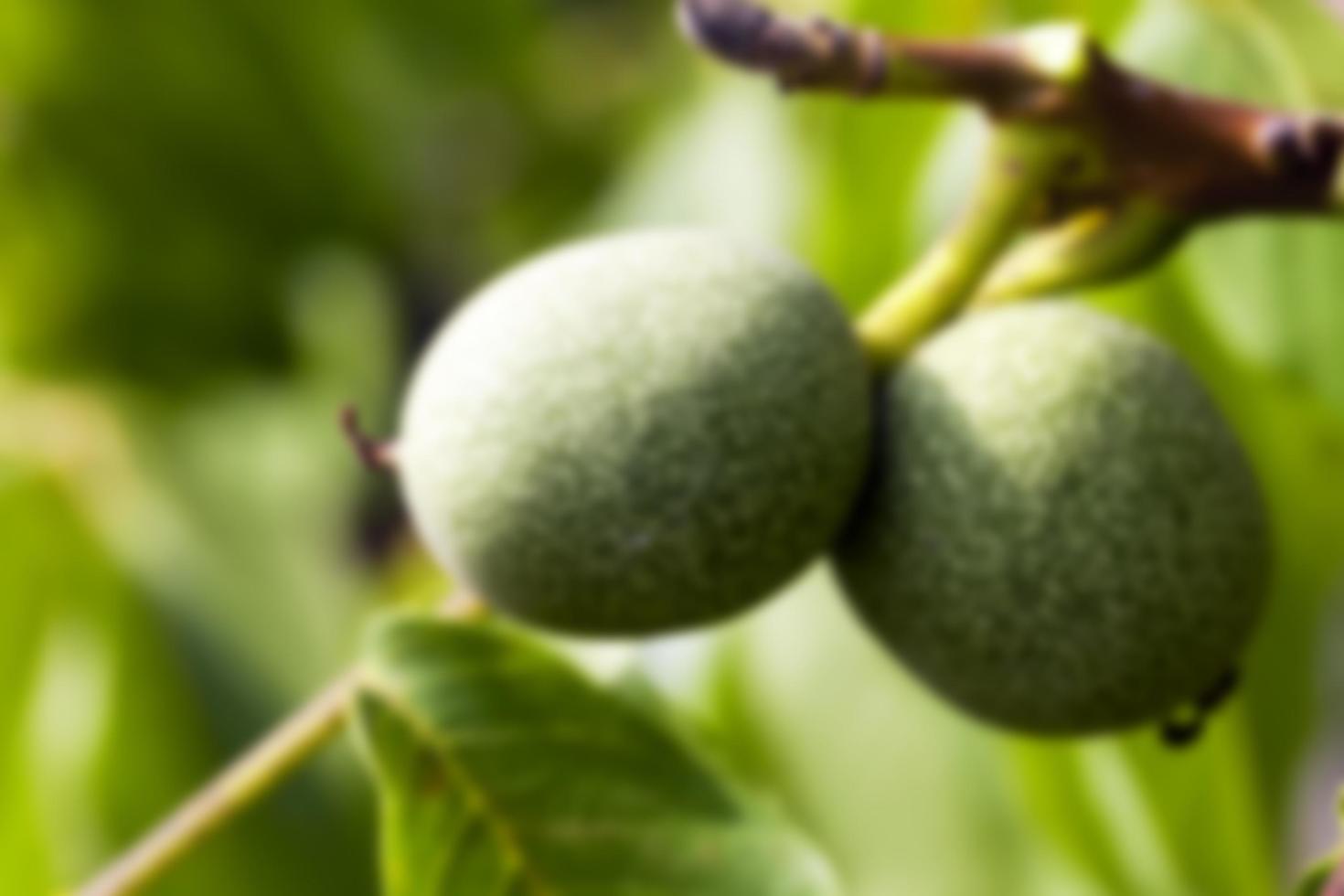 unripe green walnuts photo