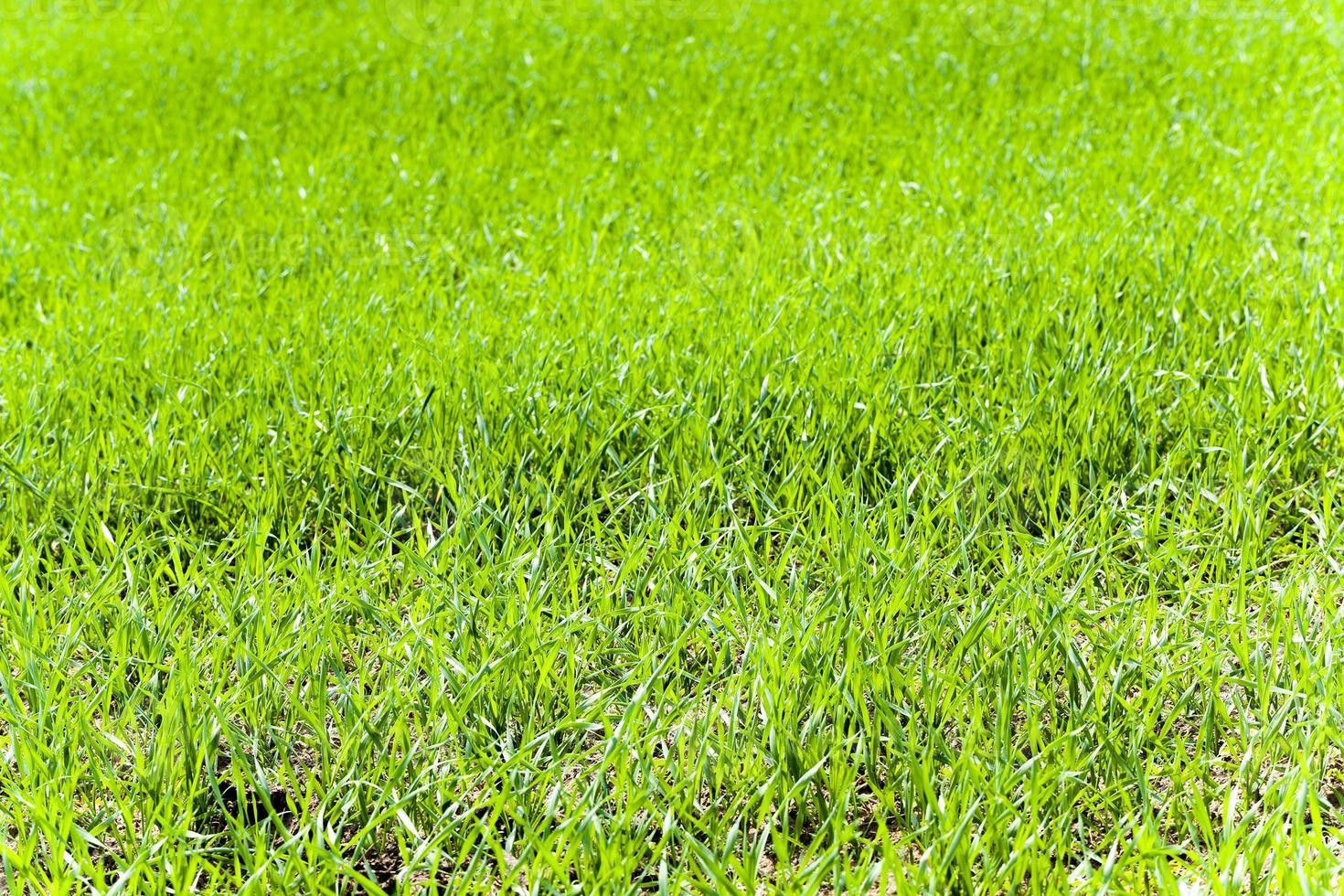 green wheat sprout photo