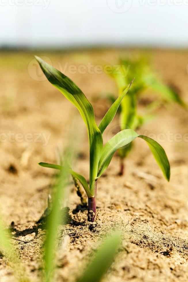 sprout of corn photo