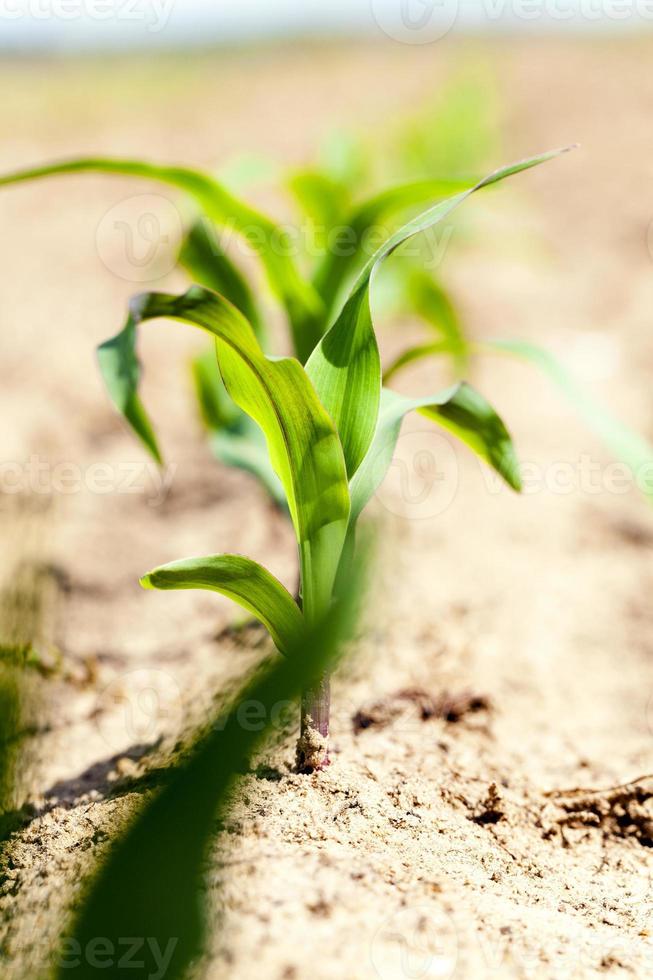 cultivar maíz verde foto