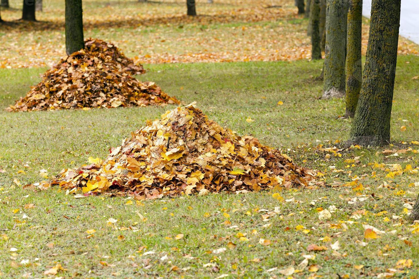 the fallen-down foliage photo