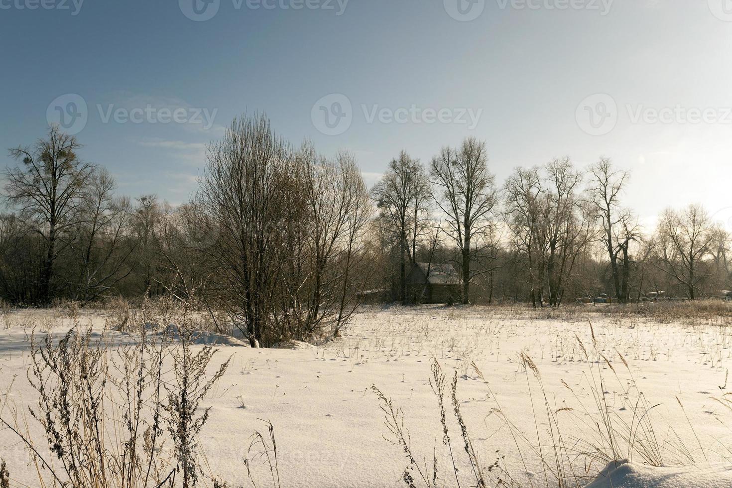 trees in winter photo