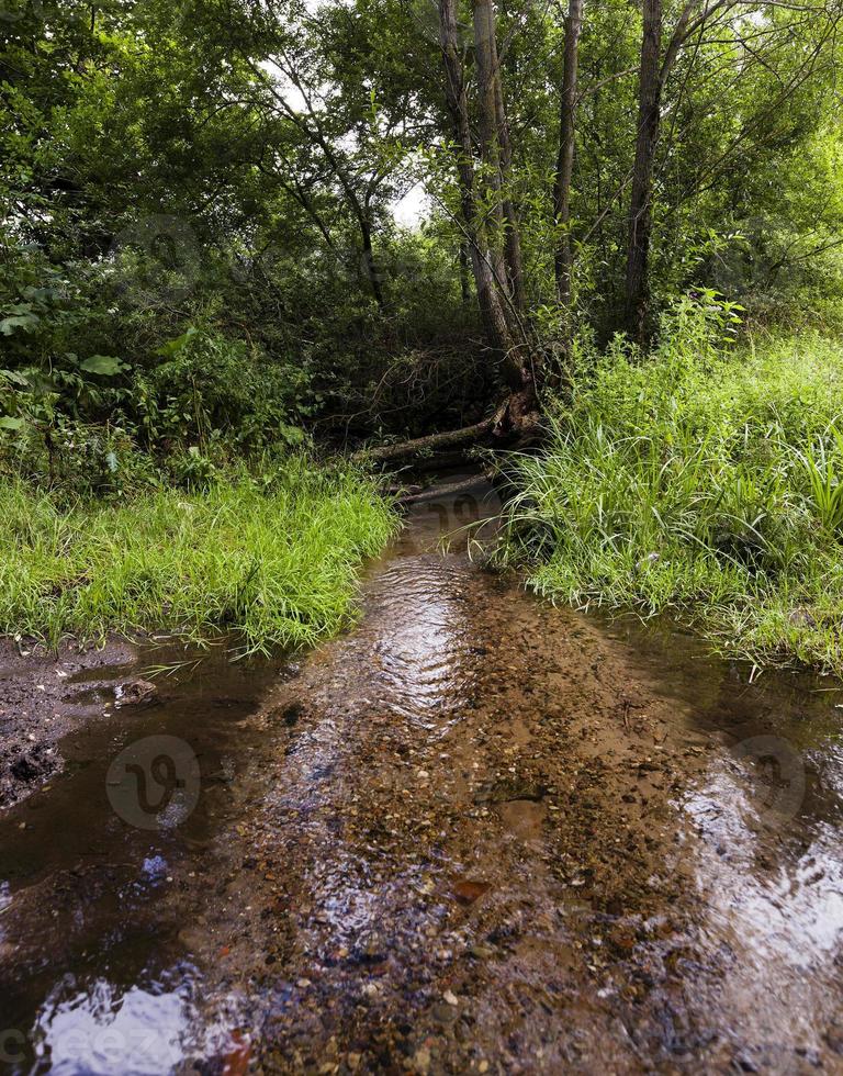 small lake . summer photo