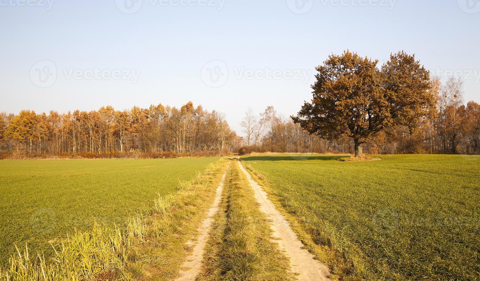 camino de primavera. campo foto