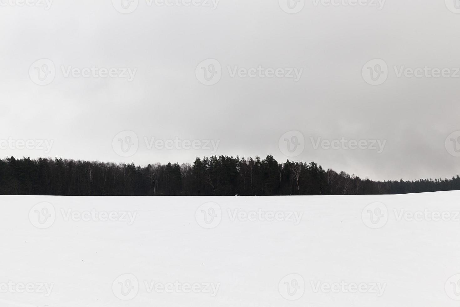 fog in winter photo